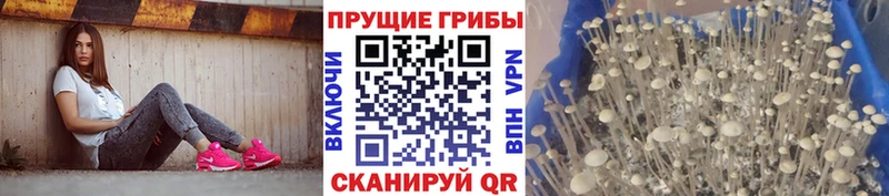 где купить наркоту  Кола  гидра ссылки  Псилоцибиновые грибы Psilocybe 